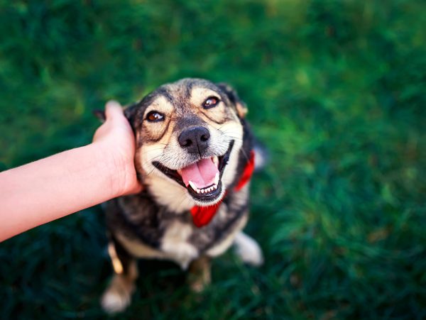 dog getting ear rubs from a person