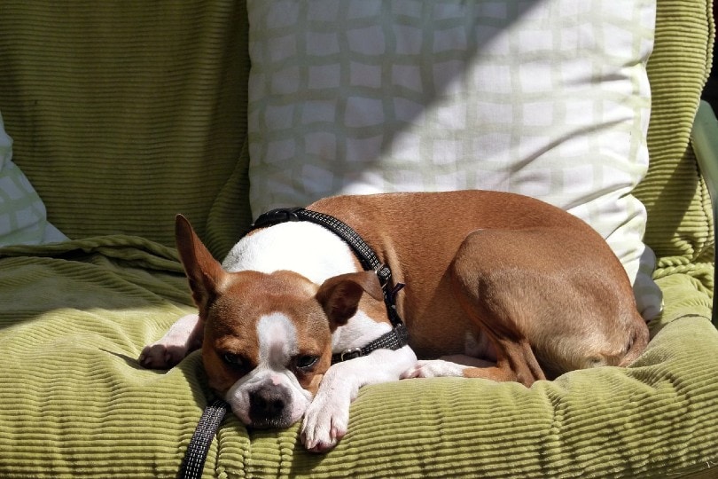 dog laying outside