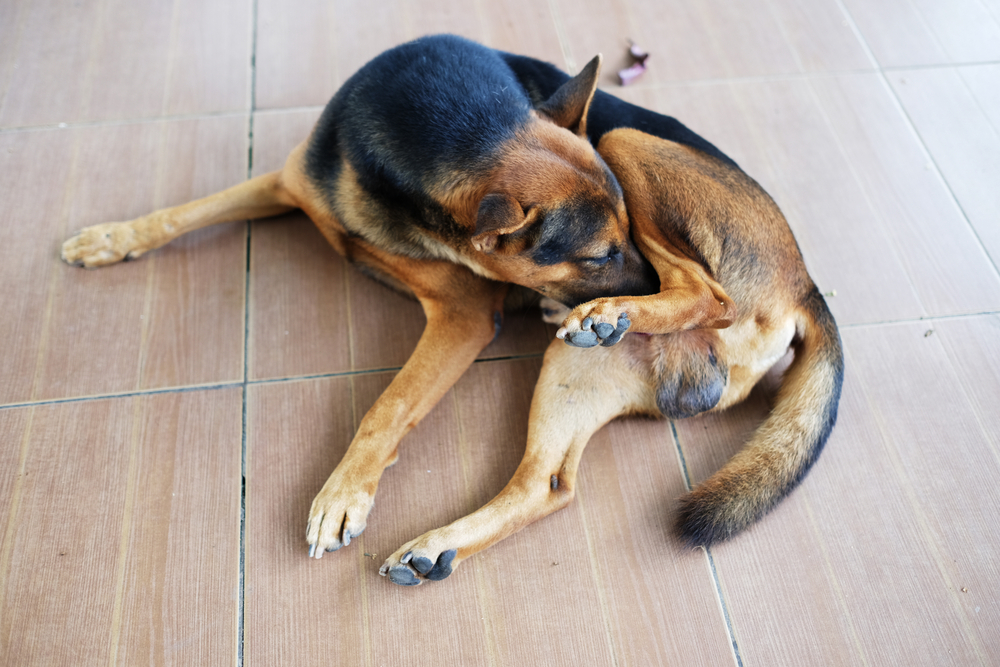 Dog licking itself