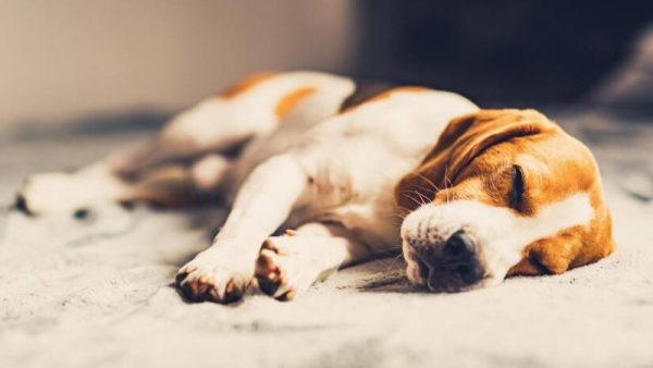 Dog lying down on sofa