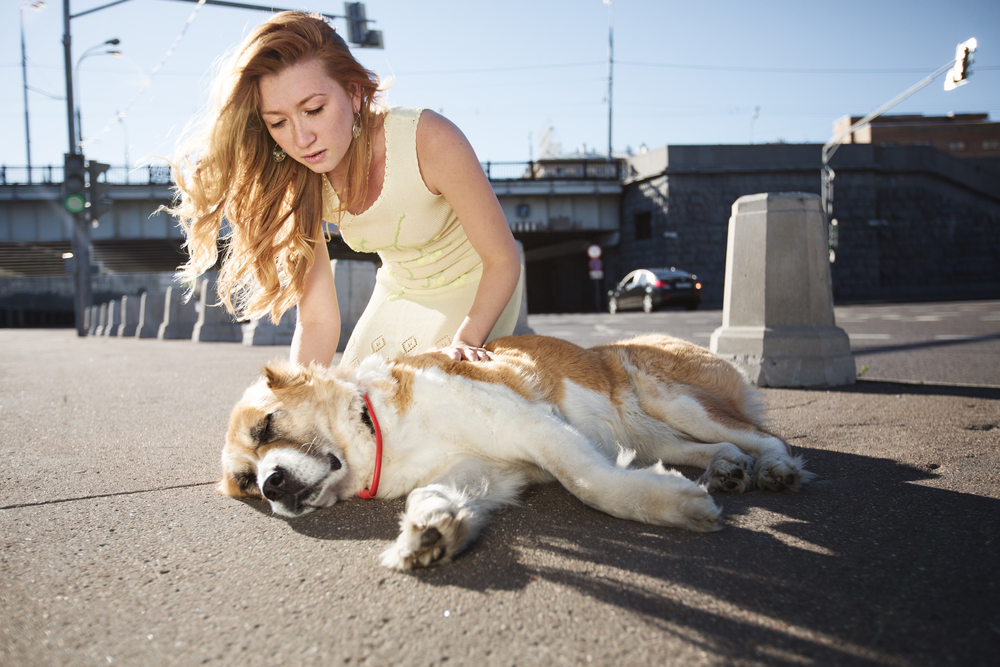 dog-lying-on-the-ground-in-the-street-with-seizure-while-owner-taking-care-of-them