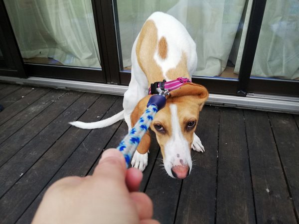 Dog not wanting to go for a walk