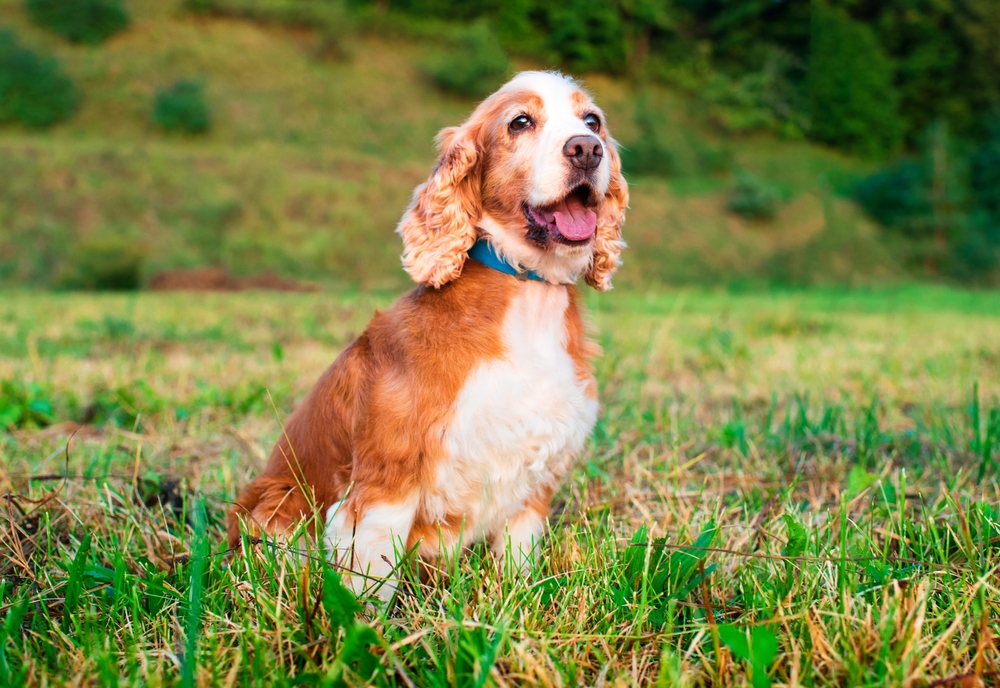 dog of the English cocker spaniel breed is sitting on the grass