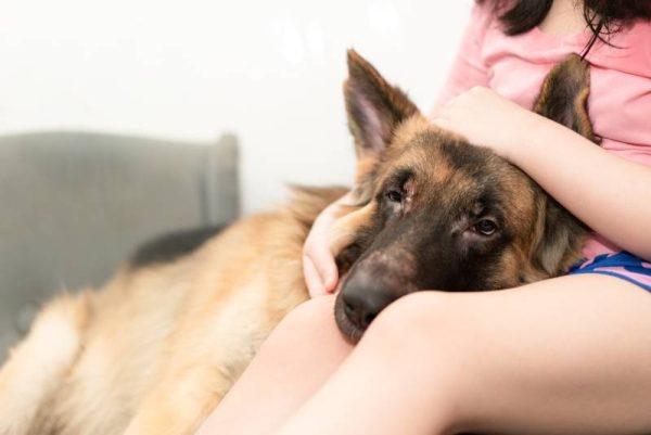 dog resting his head on his owner