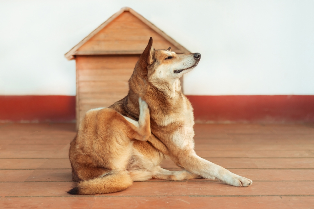 dog scratching its body