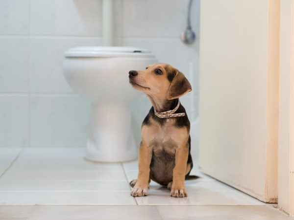 Dog sitting infront of a toilet