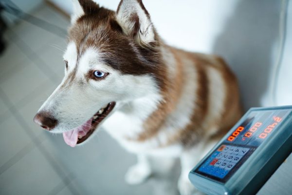 dog sitting on a weighing scale in vet clinic