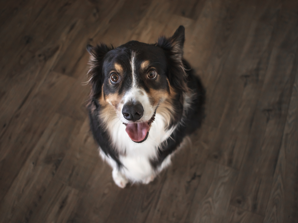 dog sitting on floor and looking up