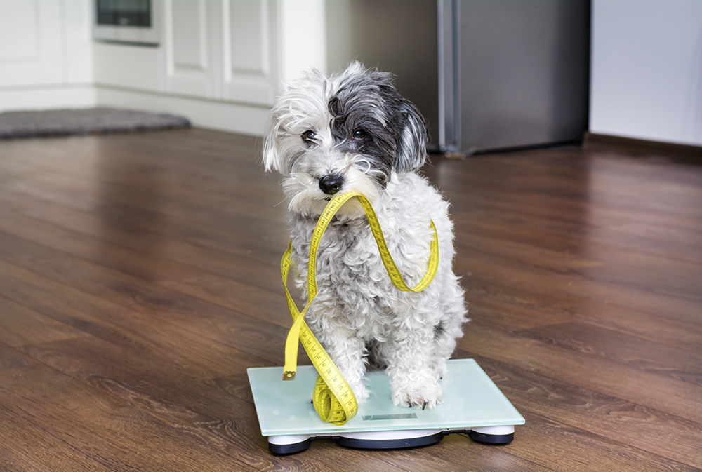 dog sitting on weighing scale