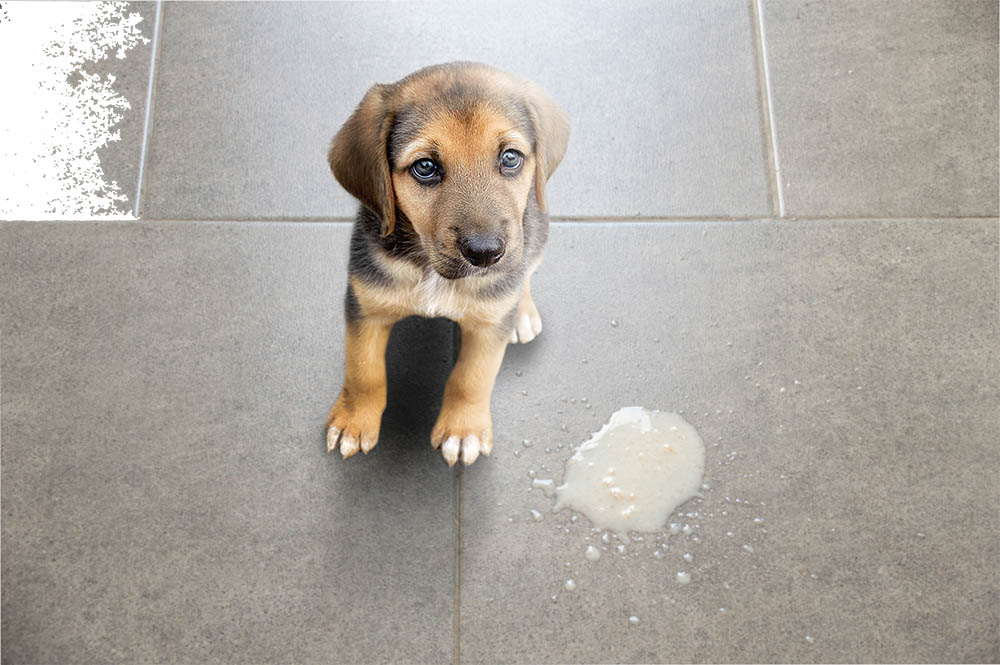 Dog vomit in the living room on the floor