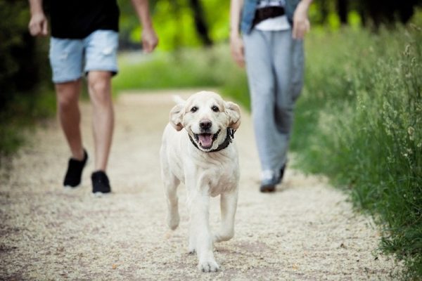 dog walking in the park