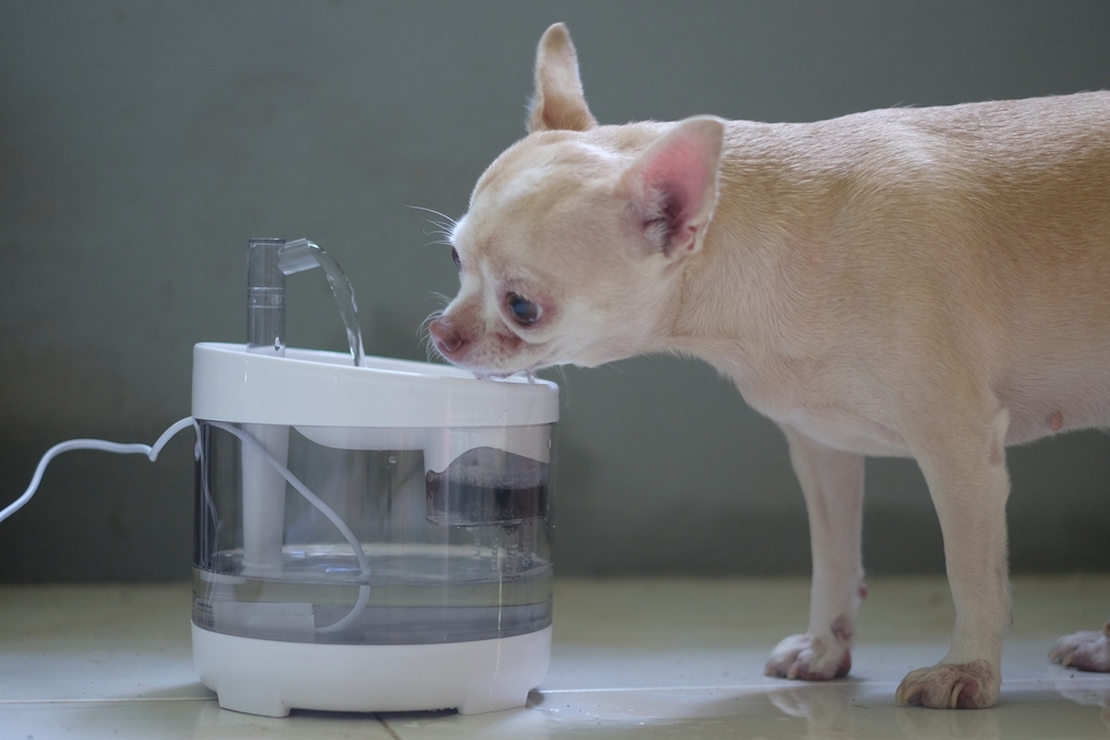 dog water fountain