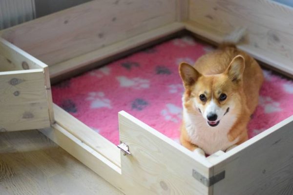 Corgi Pembroke in Dog Whelping Box