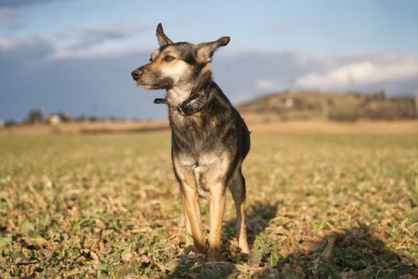 dog with ecollar for invisible fence