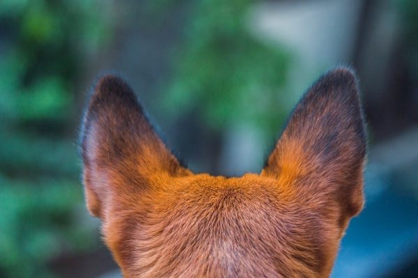 dog's ears