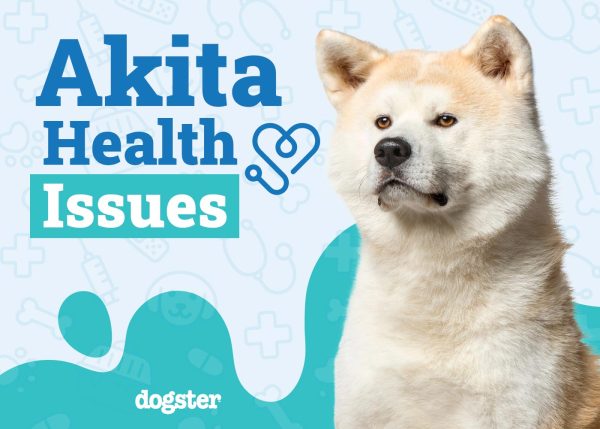 Akita Health Issues You Need to Know