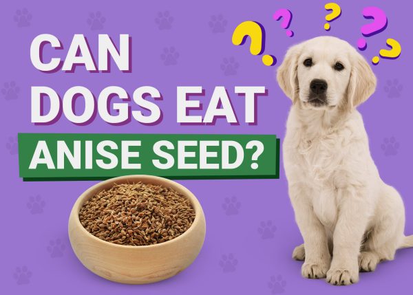 Can Dogs Eat Anise Seed