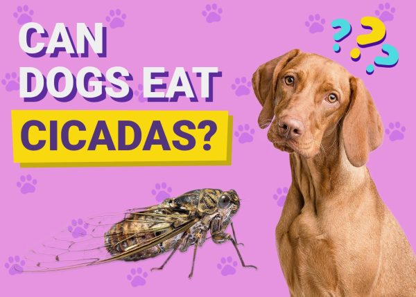 Can Dogs Eat Cicadas