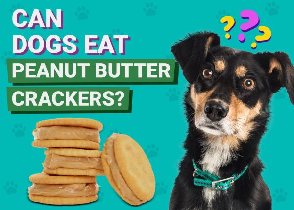 Can Dogs Eat Peanut Butter Crackers