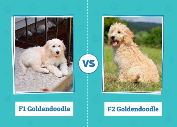 F1 vs. F2 Goldendoodle