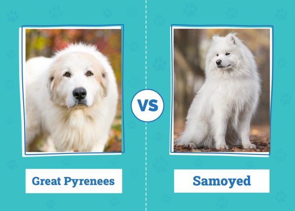 Great Pyrenees vs. Samoyed