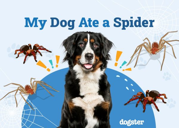 My Dog Ate a Spider