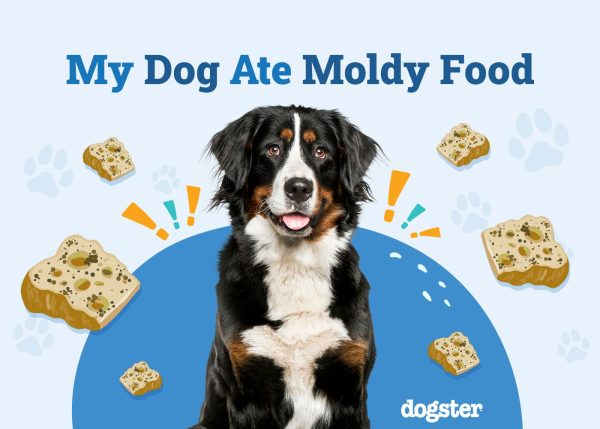 My Dog Ate Moldy Food