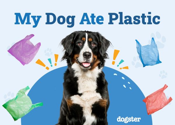 My Dog Ate Plastic