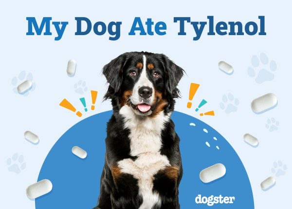 My Dog Ate Tylenol (Acetaminophen)