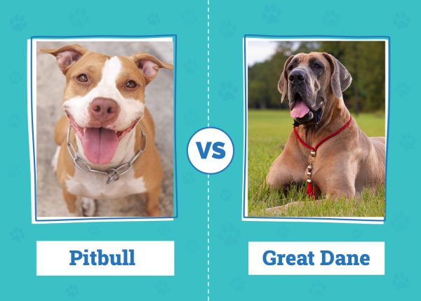 Pitbull vs Great Dane