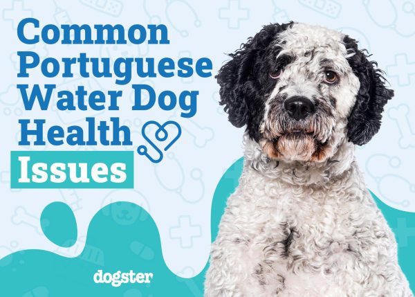 Portuguese Water Dog Health Issues