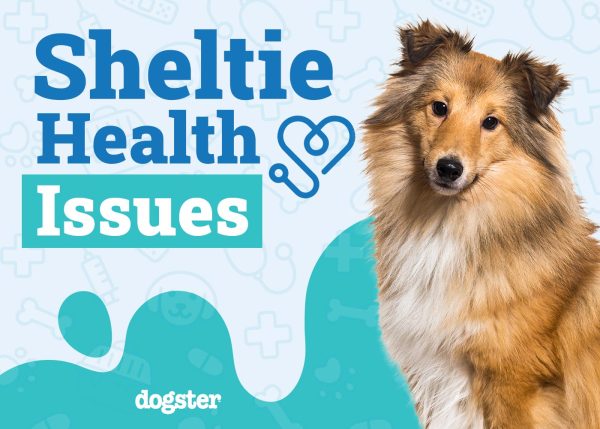 Sheltie Health Problems