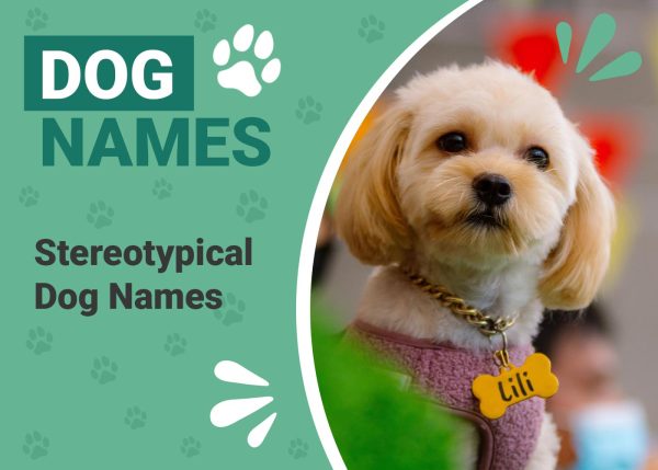 Stereotypical Dog Names