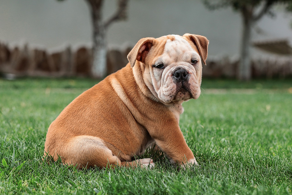 english bulldog puppy sitting on the grass