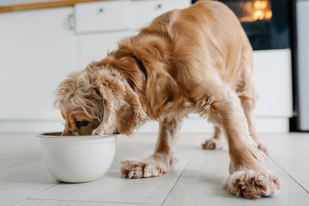 English cocker spaniel dog eating food drinking water from bowl on the floot in the kitchen home