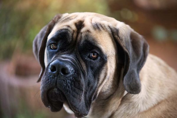 English Mastiff Closeup