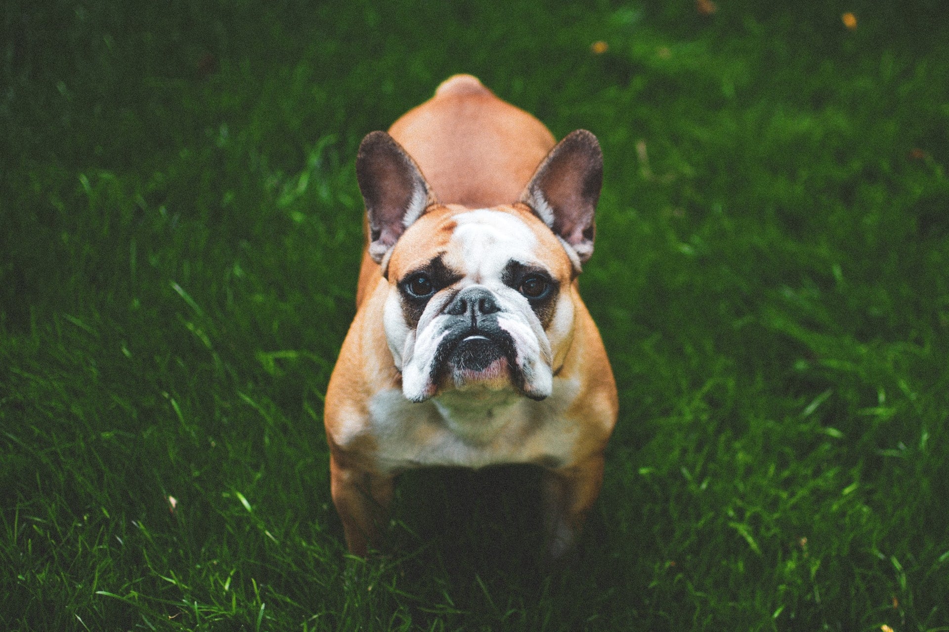 Fawn and white french bulldog