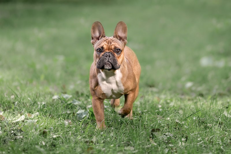 fawn french bulldog walking on grass