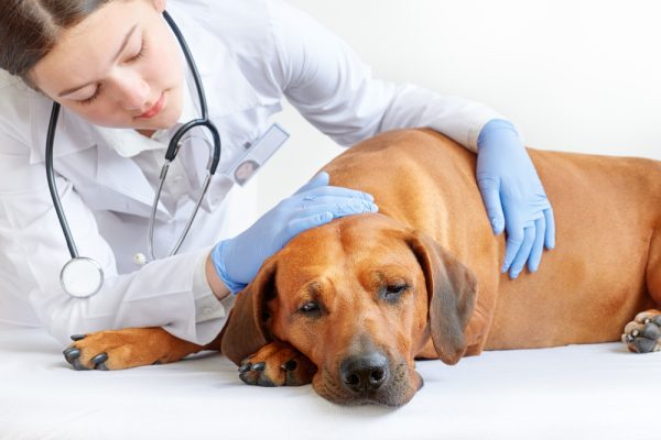 Female vet examining sick and sad Rhodesian ridgeback dog