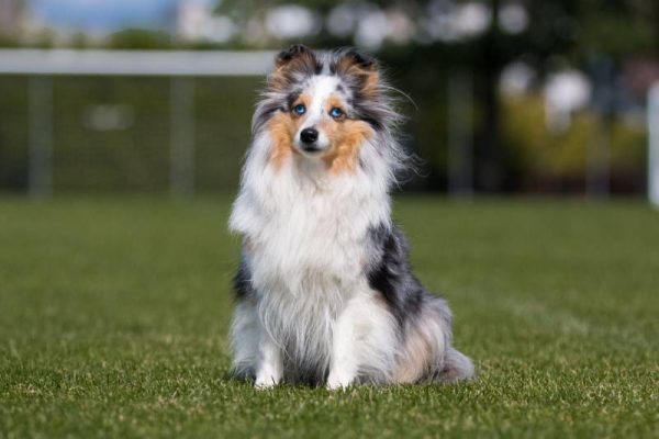 fluffy blue merle white gray shetland sheepdog sheltie