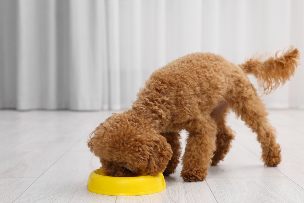 fluffy dog eating from plastic bowl