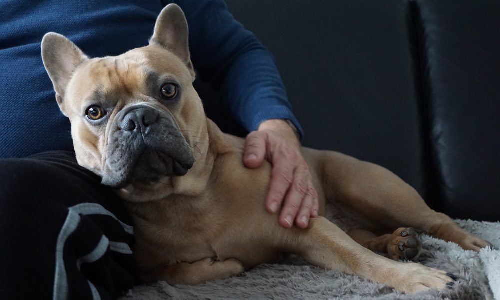 French Bulldog snuggling beside owner