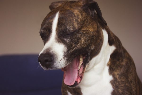 German-boxer-yawning-with-wide-open-mouth