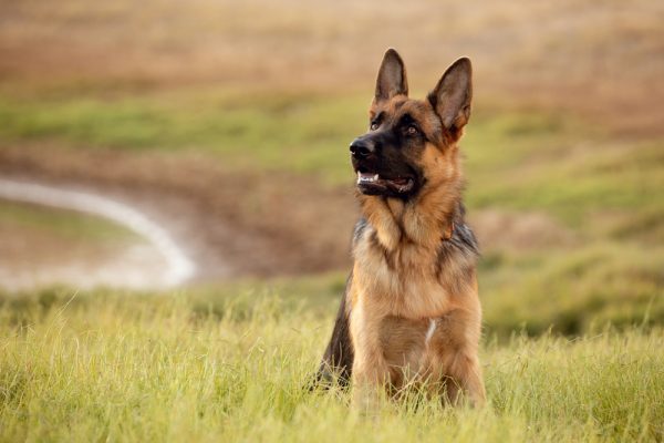 German Shepherd dog enjoying the lake adventures