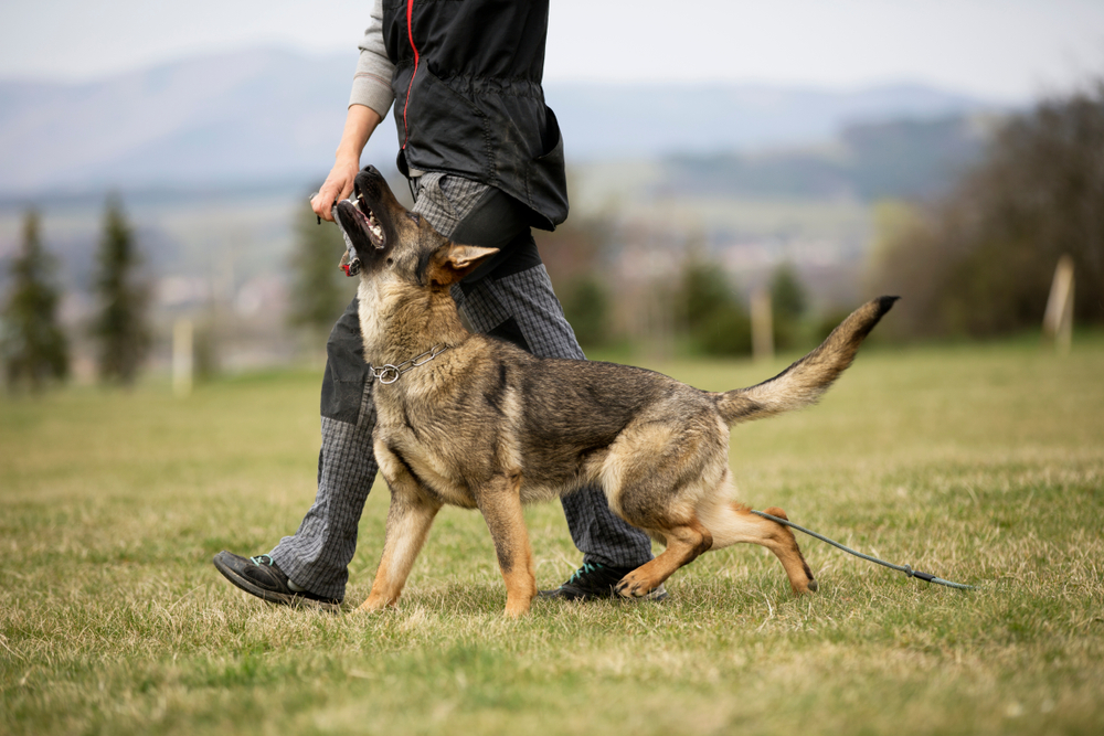 German shepherd dog in obedience training on green grass