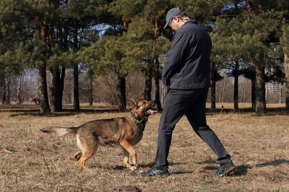 german-shepherd-dog-training-in-the-park