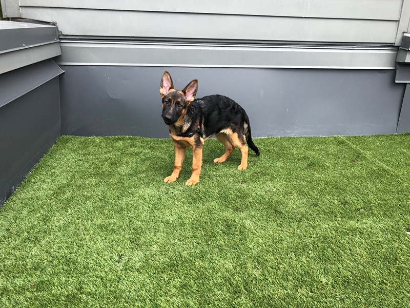 German Shepherd puppy learning to pee outside potty training