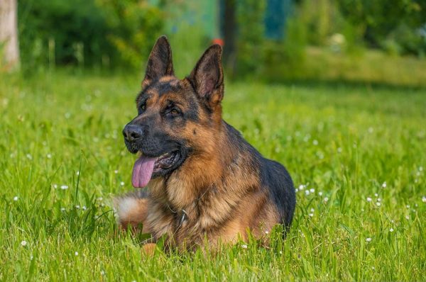 german shepherd resting on the grass