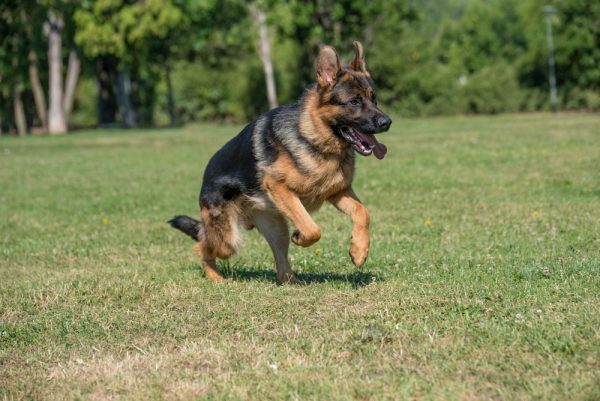 german-sherpherd-running-in-the-grass