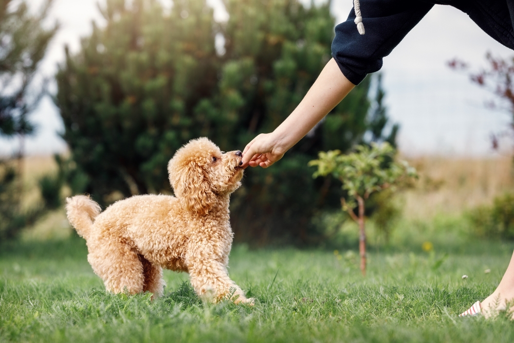 Girl giving a treat to a Toy Poodle